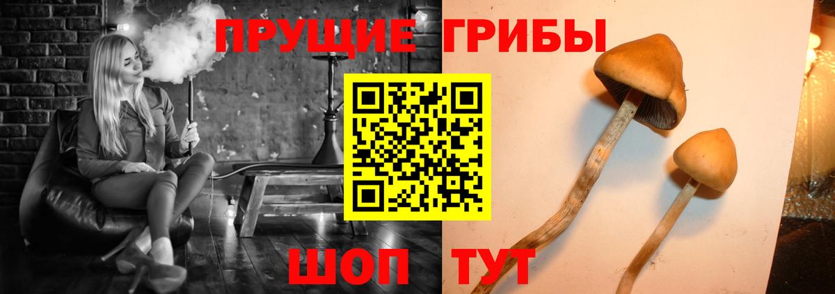 Галлюциногенные грибы Psilocybine cubensis  Вход с VPN  Лысьва 